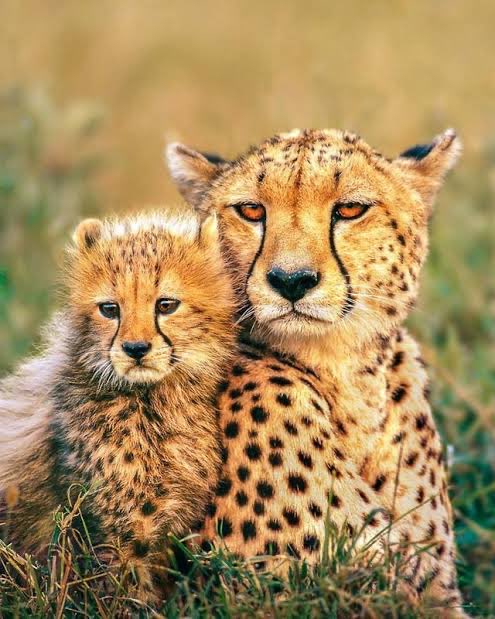 dixitsudhir12's tweet image. Wildlife Lover Vibes:
🌿 Nature calling! Step into the wild at #KunoNationalPark first-ever #CheetahSafari 🐆
Catch India-born cheetahs in action! ⚡
Gypsy ₹4,500/6 or DIY ride ₹1,200 🚙
@narendramodi #ProjectCheetah #IndiaWildlife @ACT4CHANGES @united4wildlife