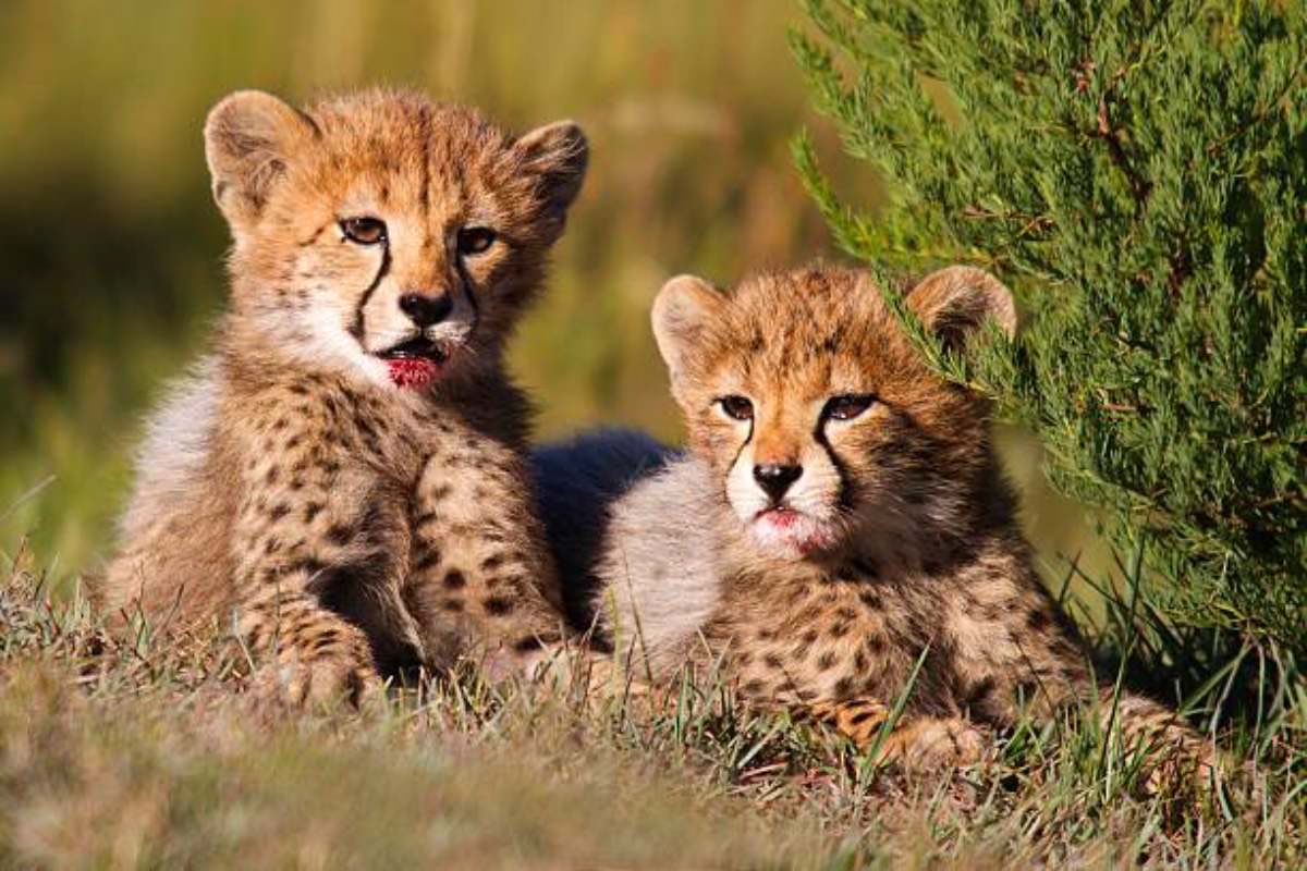 dixitsudhir12's tweet image. Wildlife Lover Vibes:
🌿 Nature calling! Step into the wild at #KunoNationalPark first-ever #CheetahSafari 🐆
Catch India-born cheetahs in action! ⚡
Gypsy ₹4,500/6 or DIY ride ₹1,200 🚙
@narendramodi #ProjectCheetah #IndiaWildlife @ACT4CHANGES @united4wildlife