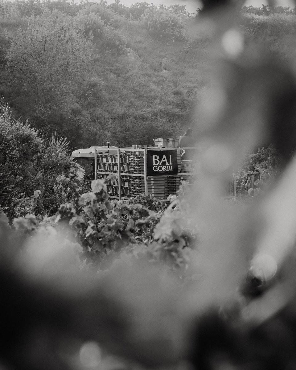Donde el paisaje, las manos trabajadoras y el tiempo se encuentran.
Seguimos vendimiando…
-
Where the landscape, hard-working hands and time come together.
We continue harvesting...