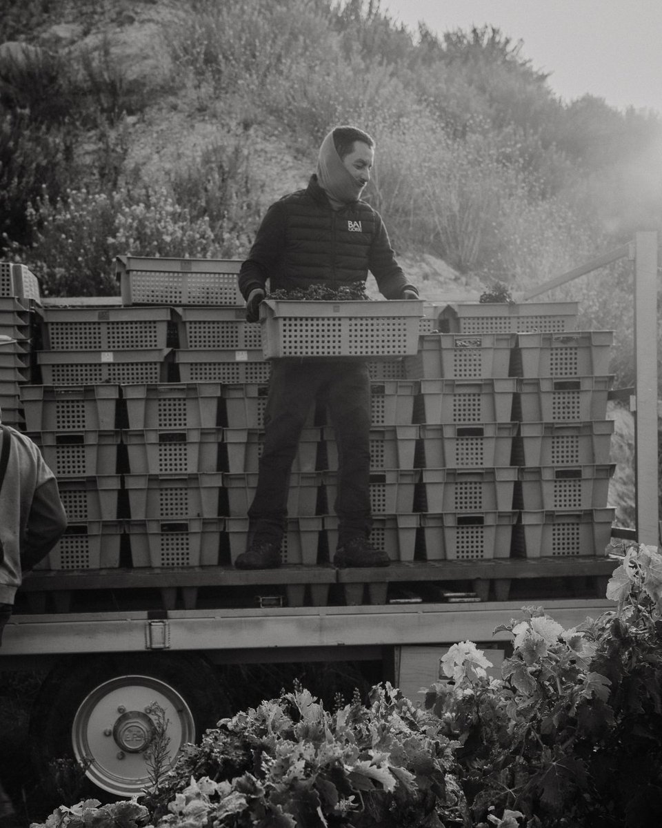 Son días de mucho esfuerzo, de ver salir los primeros rayos de sol y la niebla cubriendo los viñedos. Todo el trabajo de un año pronto se verá recompensado en grandes vinos.
-
These are days of hard work, of watching the first rays of sun appear and the fog cover the vineyards.