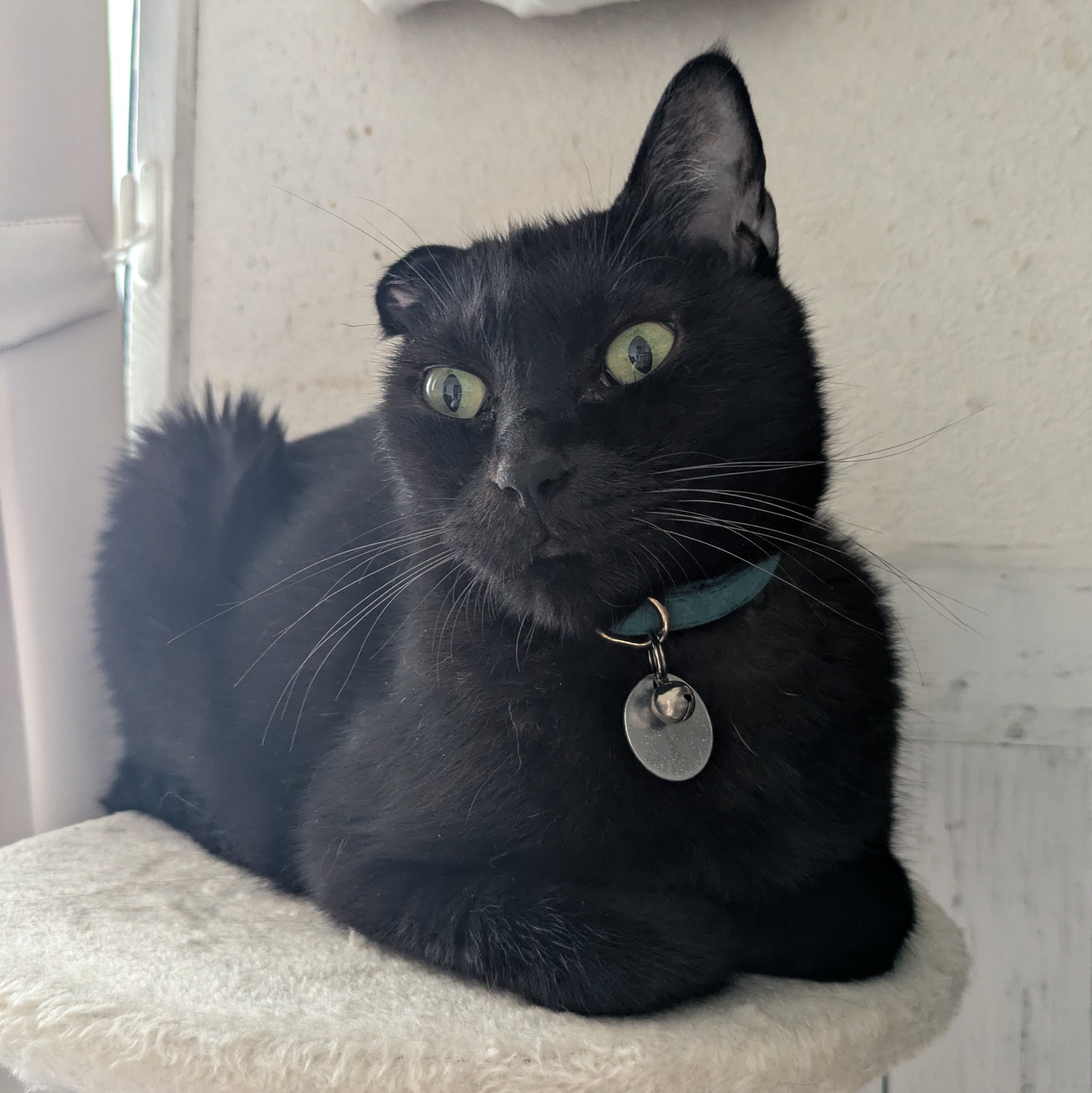 黒猫 ma-co on X: 