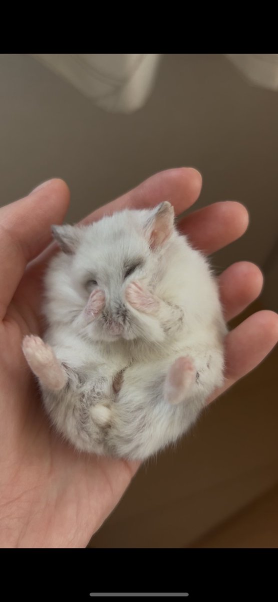 齧齒類ページ ❤️ 楽天市場】トヨセット トヨスチール TOYOSET TOYOSTEEL 鍵