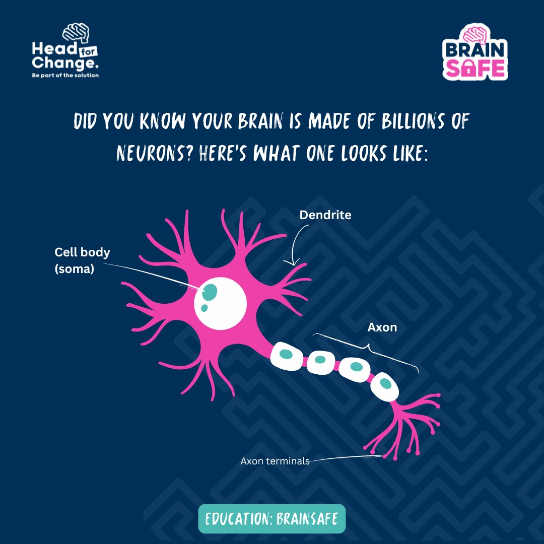 Head4Change's tweet photo. Did you know your brain is made up of billions of neurons?

Our #BrainSafe programme teaches 10-18-year-olds:

🧠 The basics of the brain
🧠 Why sport is good for your brain
🧠 How to mitigate the risks of brain injury in sport

Email hello@headforchange.org.uk to get involved. https://t.co/EwNjJaR0Lw