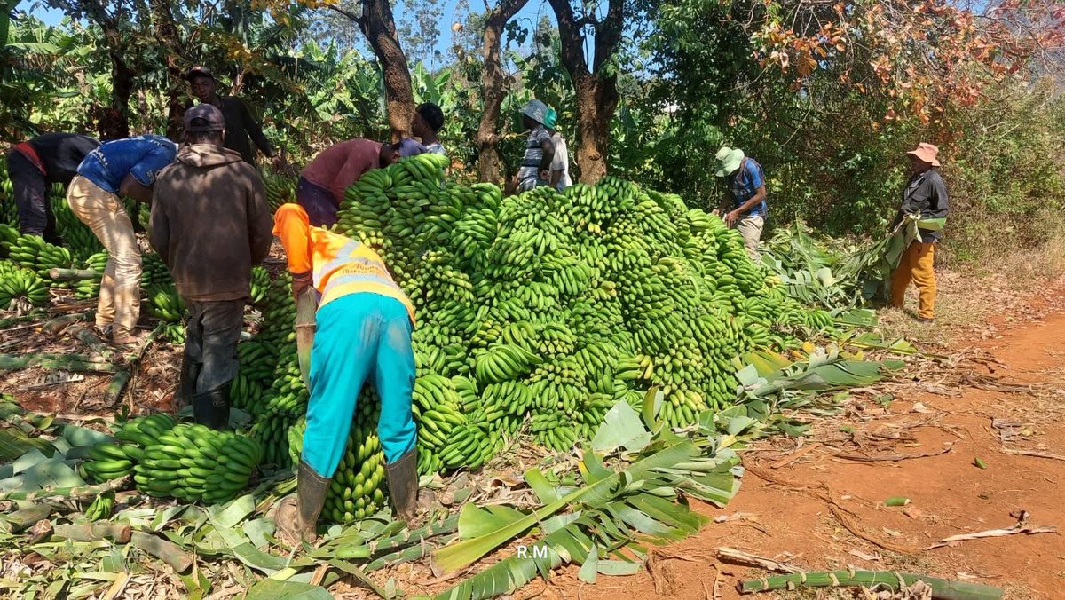 Pk_hvs's tweet image. A certain man opened an auction floor for farmers in Mutasa District around 2017. It was called Mutasa Auction Floors. The idea was to provide a market linkage for smallholder farmers where they will bring their produce and the auction floor sells on their behalf for a small fee.…