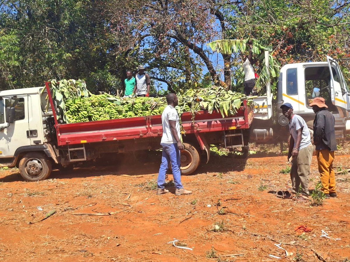Pk_hvs's tweet image. A certain man opened an auction floor for farmers in Mutasa District around 2017. It was called Mutasa Auction Floors. The idea was to provide a market linkage for smallholder farmers where they will bring their produce and the auction floor sells on their behalf for a small fee.…