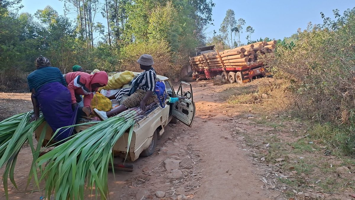 Pk_hvs's tweet image. A certain man opened an auction floor for farmers in Mutasa District around 2017. It was called Mutasa Auction Floors. The idea was to provide a market linkage for smallholder farmers where they will bring their produce and the auction floor sells on their behalf for a small fee.…