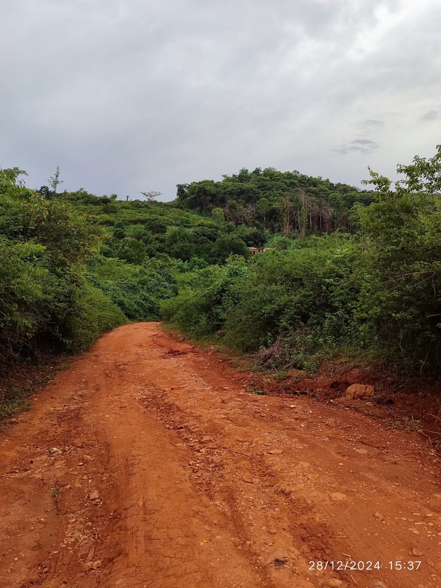 Pk_hvs's tweet image. A certain man opened an auction floor for farmers in Mutasa District around 2017. It was called Mutasa Auction Floors. The idea was to provide a market linkage for smallholder farmers where they will bring their produce and the auction floor sells on their behalf for a small fee.…