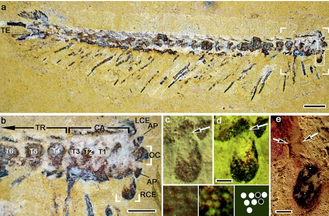 PaleontologieFr's tweet image. L'une des énigmes de l'évolution des #arthropodes concerne la division mandibulés (🐜, 🦐, etc.) / chélicérates (🕷️, 🦂, etc.).
Un nouveau #fossile de #Jianfengia de Chine🇨🇳, conservant le cerveau, aide à la résoudre !
#Cambrien #Arthropoda
📰doi.org/10.1038/s41467…