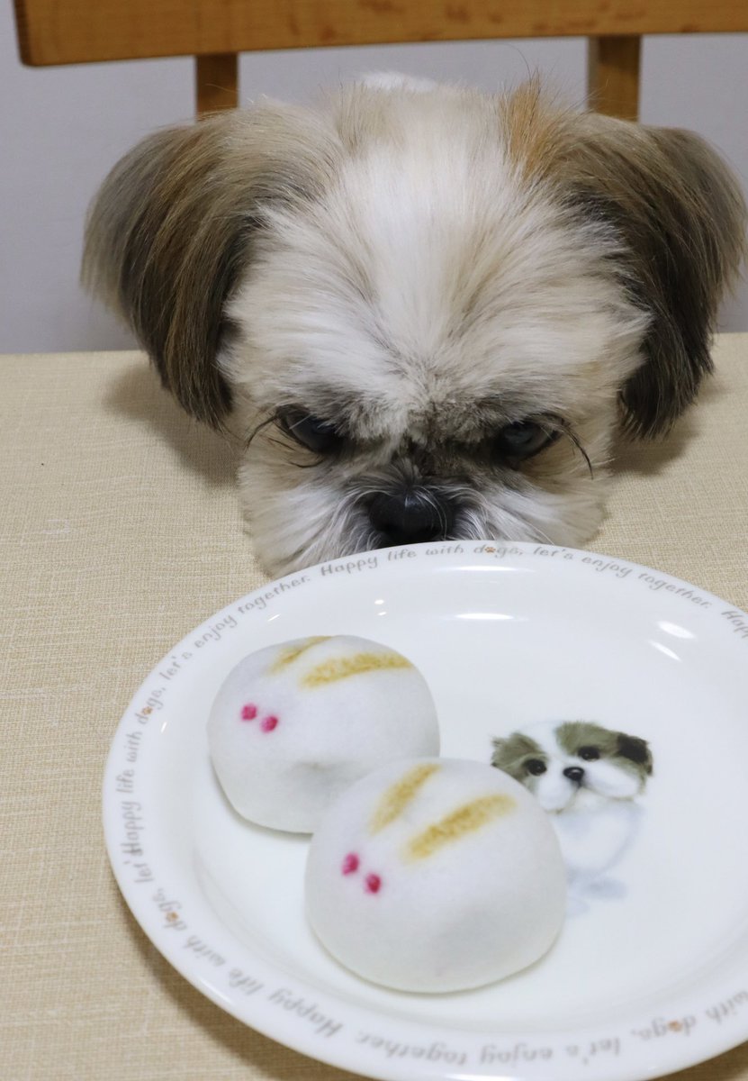 shihtzucoco2017's tweet photo. 中秋の名月🌕〜お月見饅頭に密着してクンクン　😆💕
#shihtzu 
#shihtzucute 
#シーズー
#シーズーのいる暮らし 
#中秋の名月2025 
#クンクン https://t.co/0k8YGTCw6e