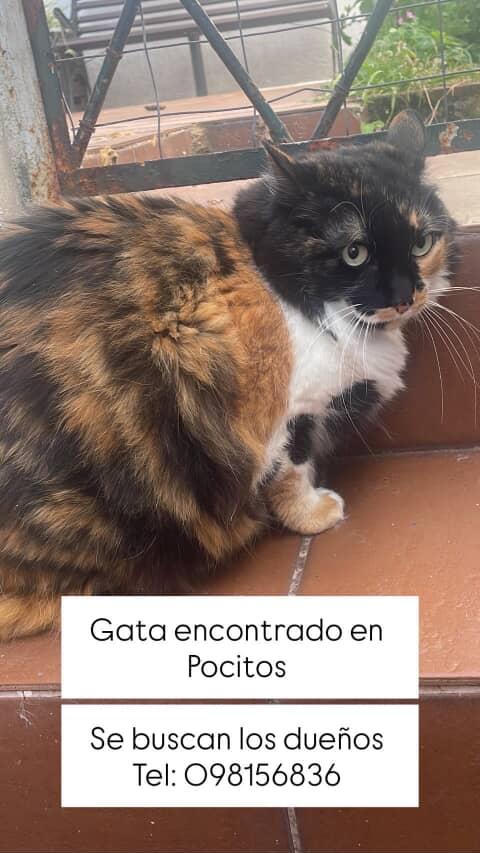 Gatos Del Uruguay tweet media