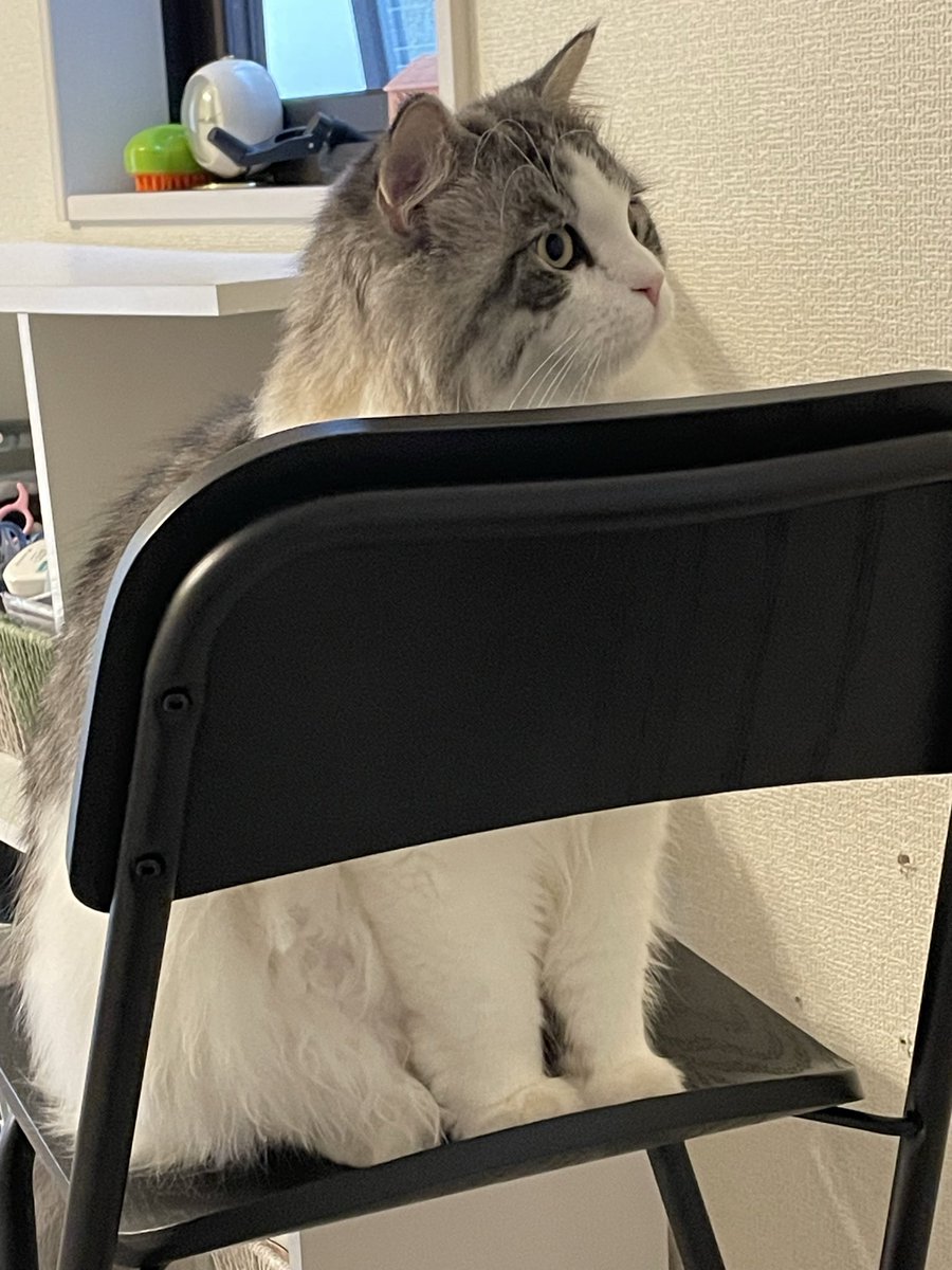 もうすかっかりパルムの椅子になってますな😇

#きょうのパルム #猫のいる暮らし