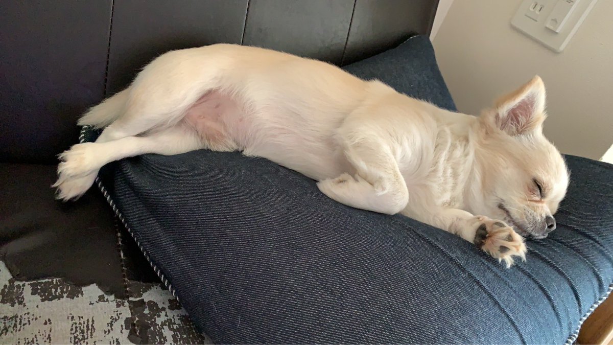 おやすみ💤