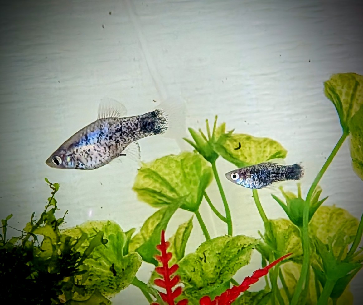 グアテマラン プラティ
久しぶりに希少なお魚に会えました✨
大事に維持しなくちゃ🐟️
#卵胎生