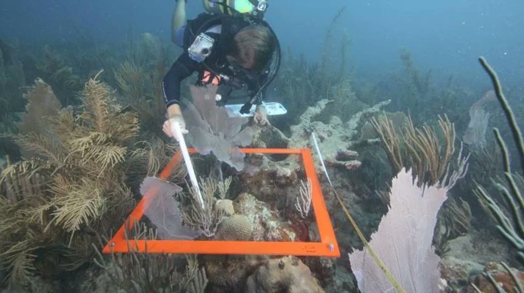 BREAKING: Ocean acidity just crossed the danger zone.

That's 7 out of 9 planetary boundaries now breached. Coral reefs are dying. Marine life is struggling to adapt. And the changes are happening faster than evolution can keep up.

Learn More: ctvr.substack.com/p/ctvr-newsfee…
