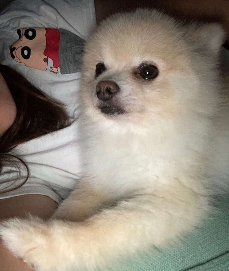 ぽんすけ大先生 (@yuyuyuyumee) / Highlights / X