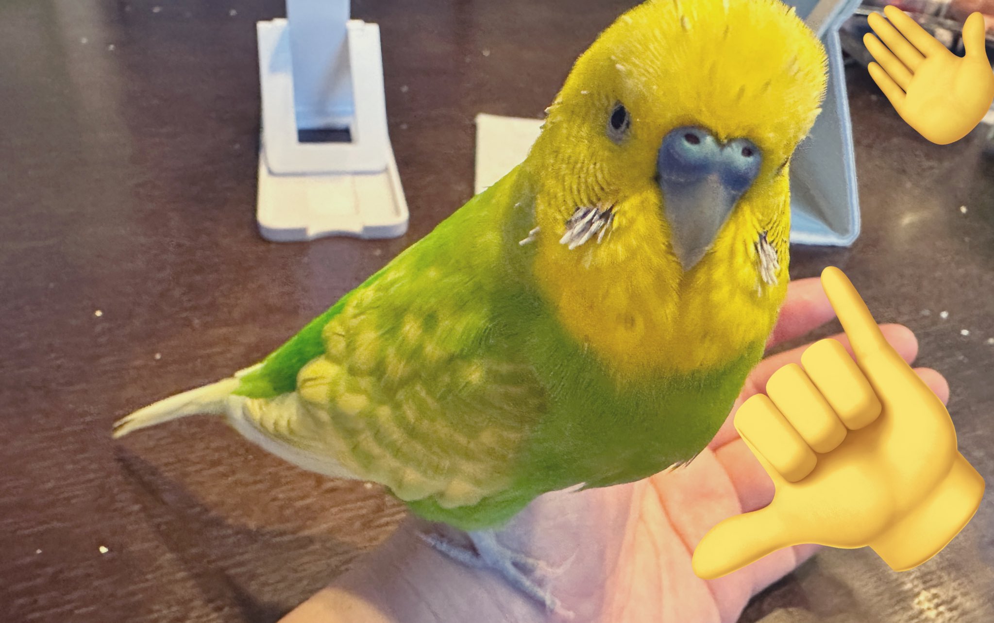 セキセイインコ　a⑥ セキセイインコ 01S-M02 – JEKCA-SHOP