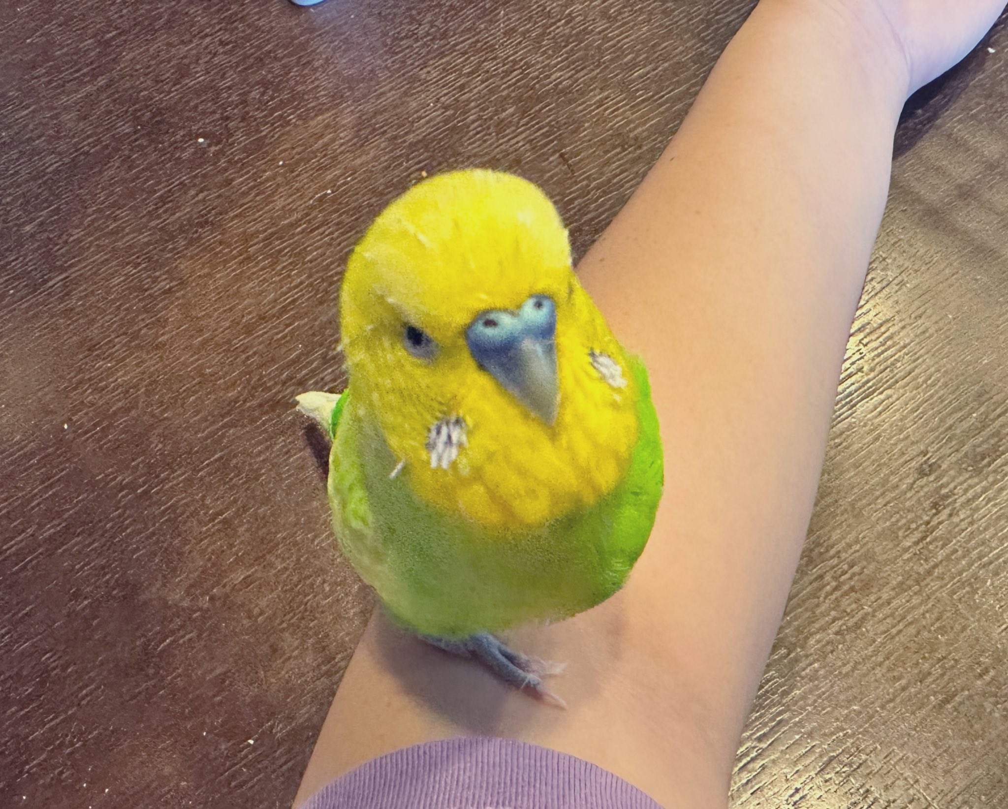 セキセイインコ　a⑥ セキセイインコ 01S-M02 – JEKCA-SHOP
