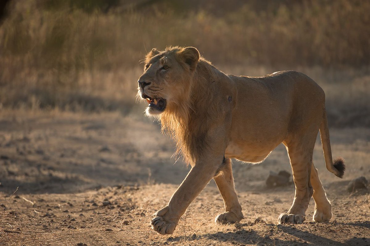 The belief that we can keep killing wildlife without them going extinct has caused us to lose the following animals.

1. Cheetahs have now gone extinct in our wild. You can't see them again. 

2. We used to have black rhinos. Now, they've gone extinct. You cannot see one single