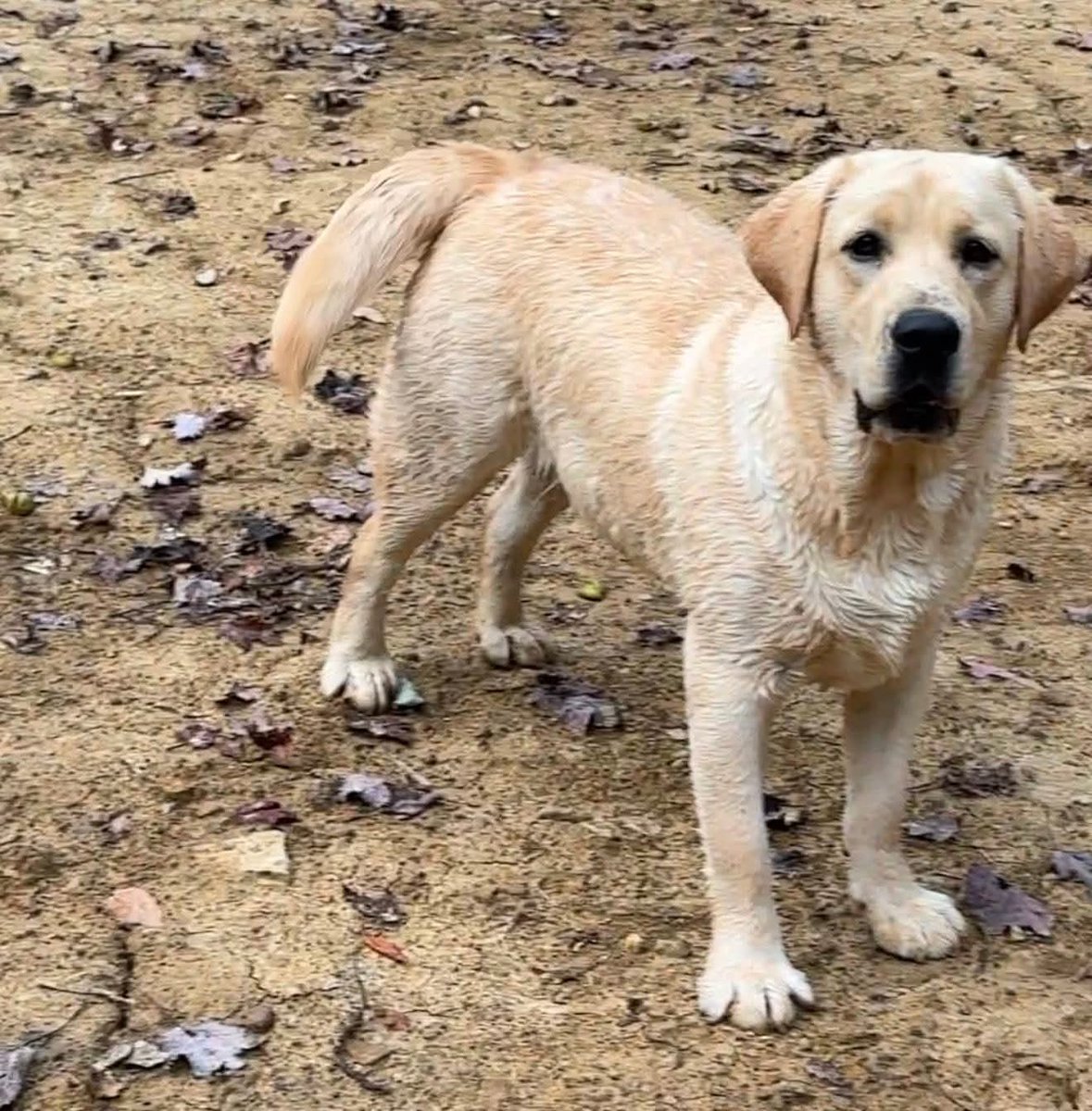ctuck620's tweet photo. ST.CLAIR, MISSOURI 
PINEMARK HOTEL AREA
BOLO! If you live around here, please help us find Archie. He slipped out of the hotel this morning. Please share with anyone you know in that area 🙏🙏 https://t.co/YdAe7kL0Rl