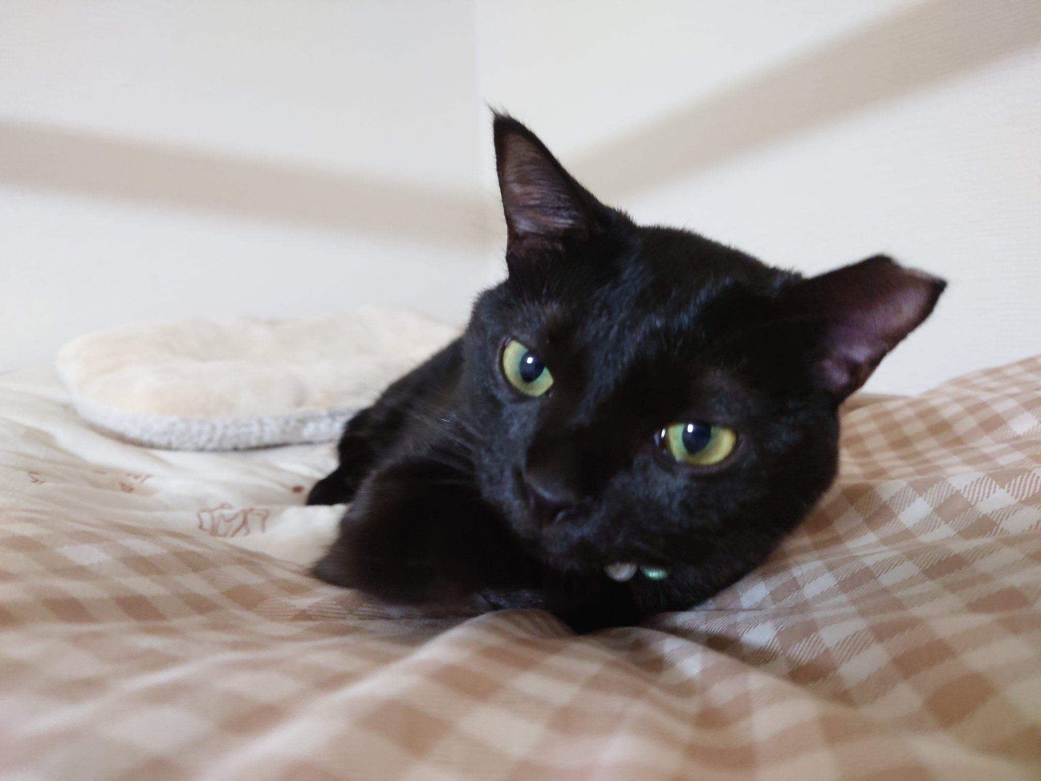 「黒猫みんと」のみ 黒猫みんと」のみ 黒猫みんと」のみ 6875ae3262b31adfbeba0712d1a109