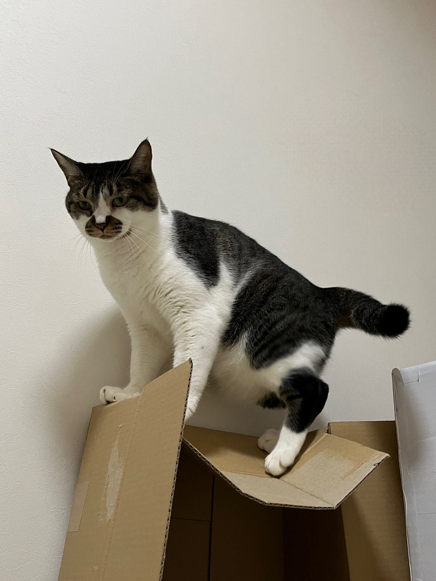 どうしても登りたいの
#ねこ #猫の顔に猫