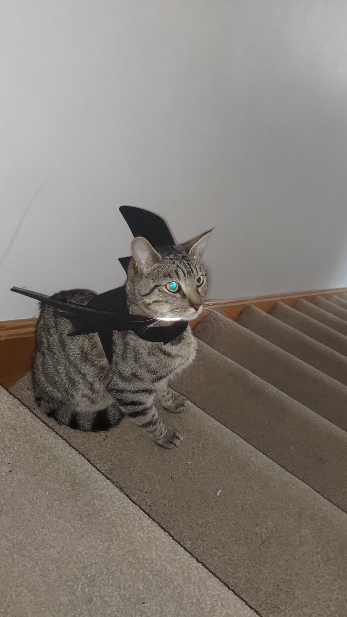 Maxichus gotowy na Halloween 🎃👌