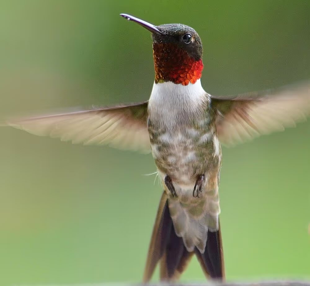 Megan Morrow tweet media