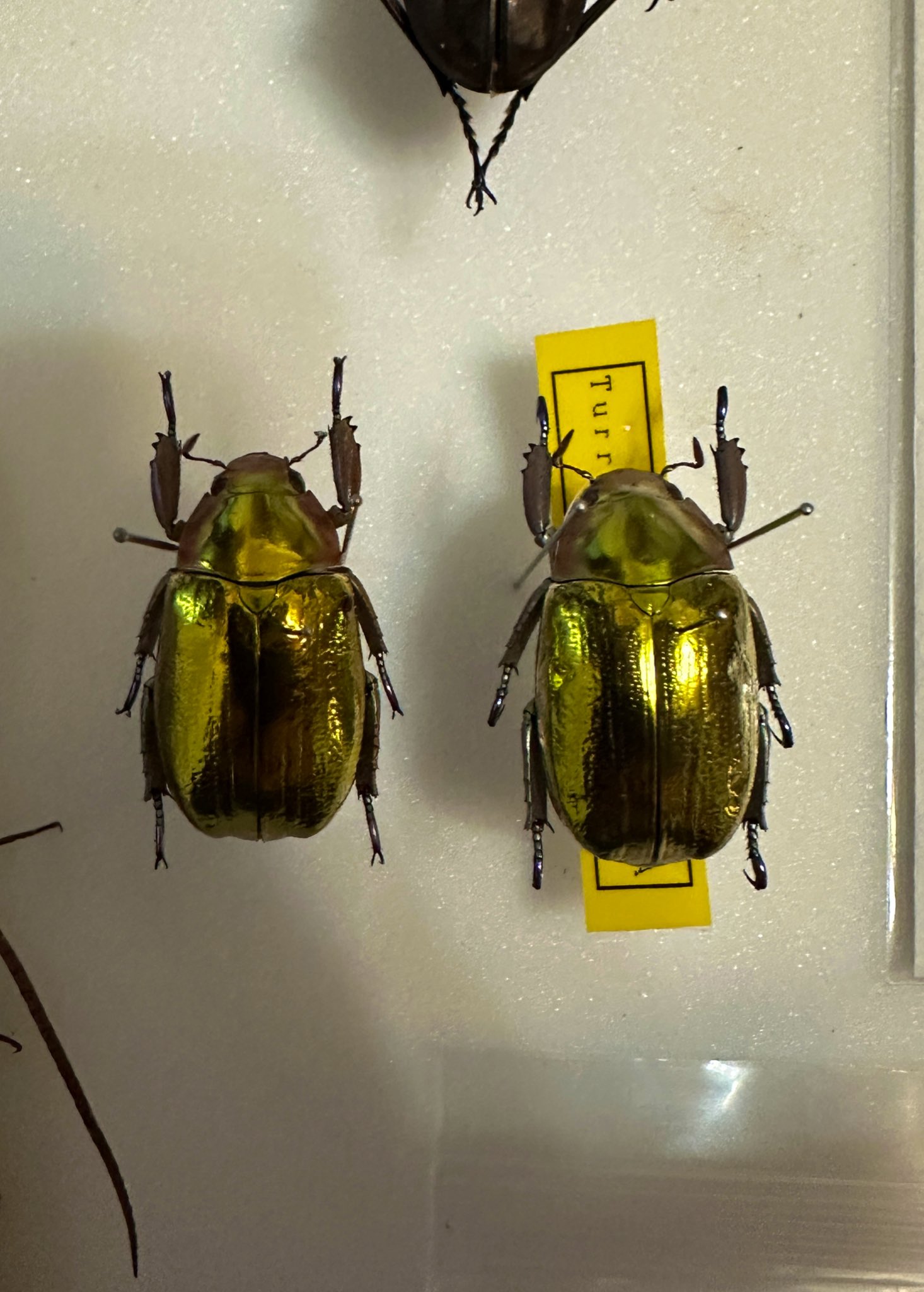 シュトラッセンプラチナコガネ　ホンジュラス産 シュトラッセンプラチナコガネ ホンジュラス産