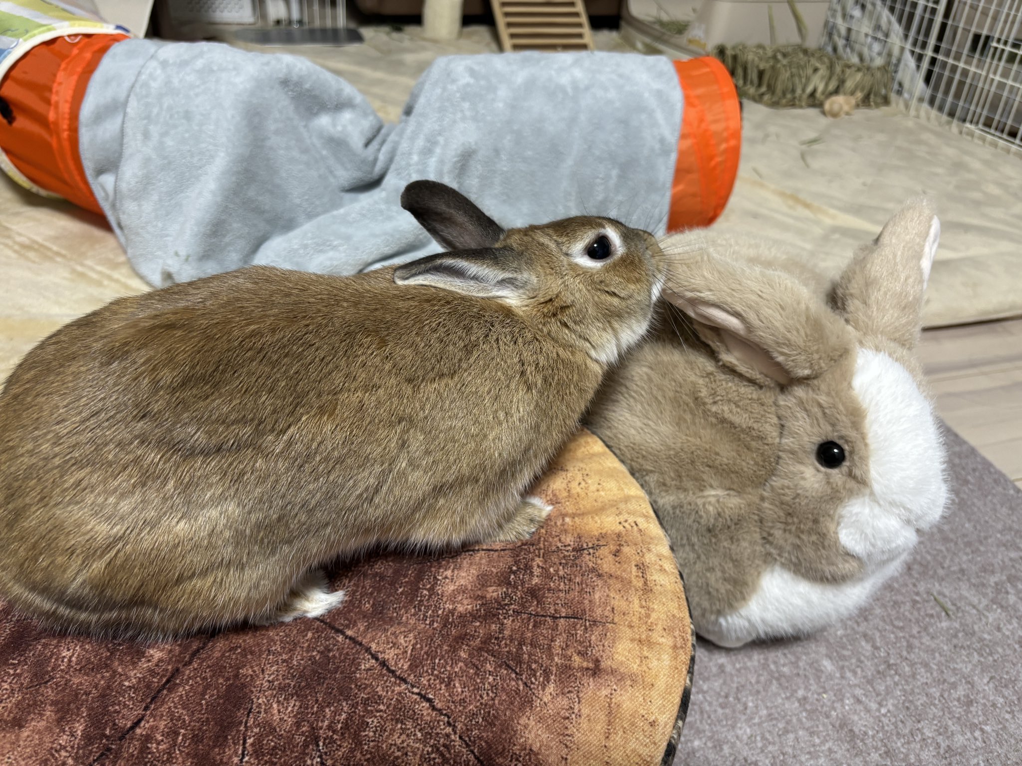 うさぎ ML-50 うさぎの換気扇 天然消臭ﾌｨﾙﾀｰ付き - うさぎ専門店 CUTE