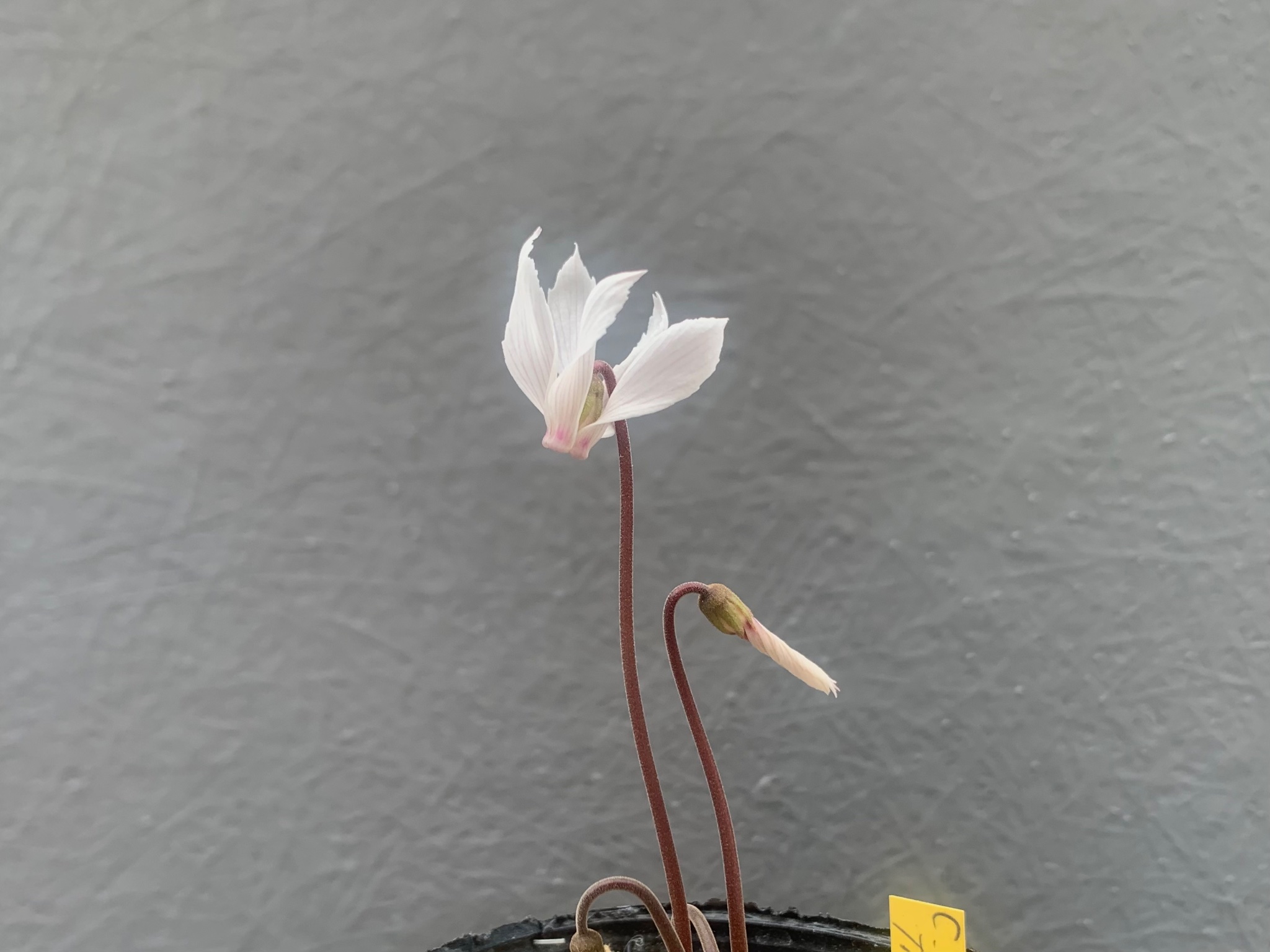 英国シクラメン協会ジャーナル16冊 幻の原種シクラメン ソマレンセ