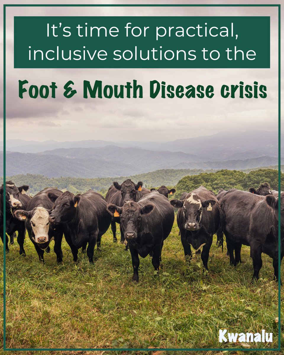 #FootAndMouthDisease is threatening livelihoods, not just #livestock. Without proper support, compliance is out of reach for many. #Kwanalu continues to call for practical, inclusive solutions that protect producers &amp; rural economies.