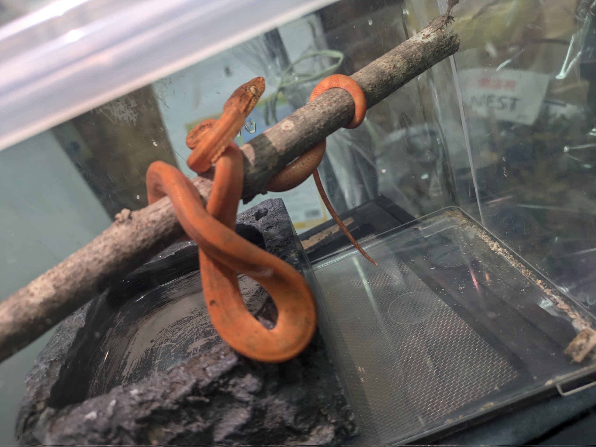 ももれおんページ ももれおん😺 (@momoleon2357) / X