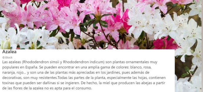 Plantas que tenemos alrededor y que tienen su lado oscuro. Soldados de Napoleón por España, estaban hambrientos, asaron un caballo y lo más abundante que había cerca eran adelfas para asarlo y murieron varios intoxicados. cuidado con esas flores tan bonitas.. a ver como huelen...