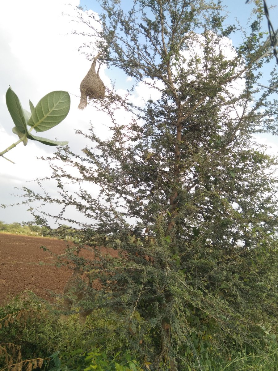 vaishnav_sV8's tweet image. कुदरत का ये छोटा इंजीनियर सिखा गया —
‘अगर इरादा पक्का हो, तो तिनकों से भी महल बन जाते हैं।’ 🐦🌿
#VillageVibes #NatureInspires #Motivation