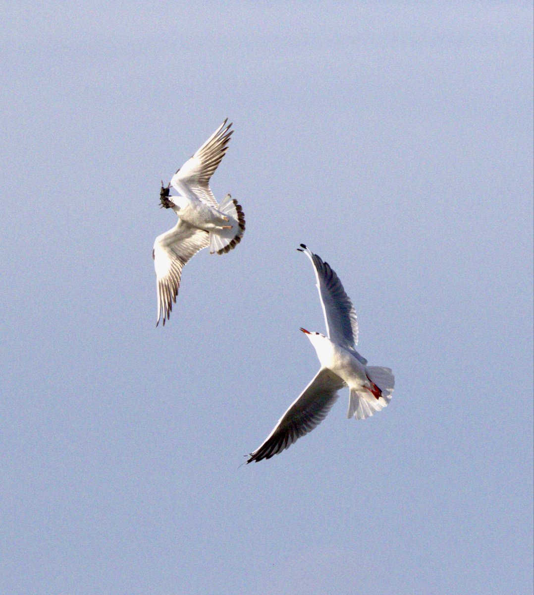 Caught these black-headed gulls in mid-air battling over a little rodent — total chaos but so cool to see! Nature’s drama never disappoints.
