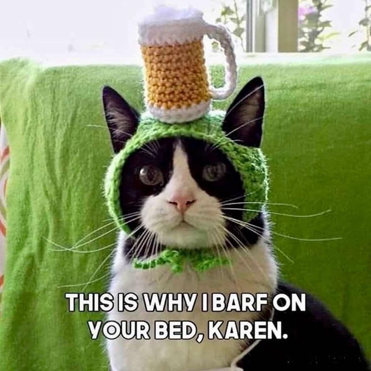 horrorinco's tweet image. Monday Cat like him
#cats #happycats #CatsLover #CatsOnX  #CatsOfTwitter
