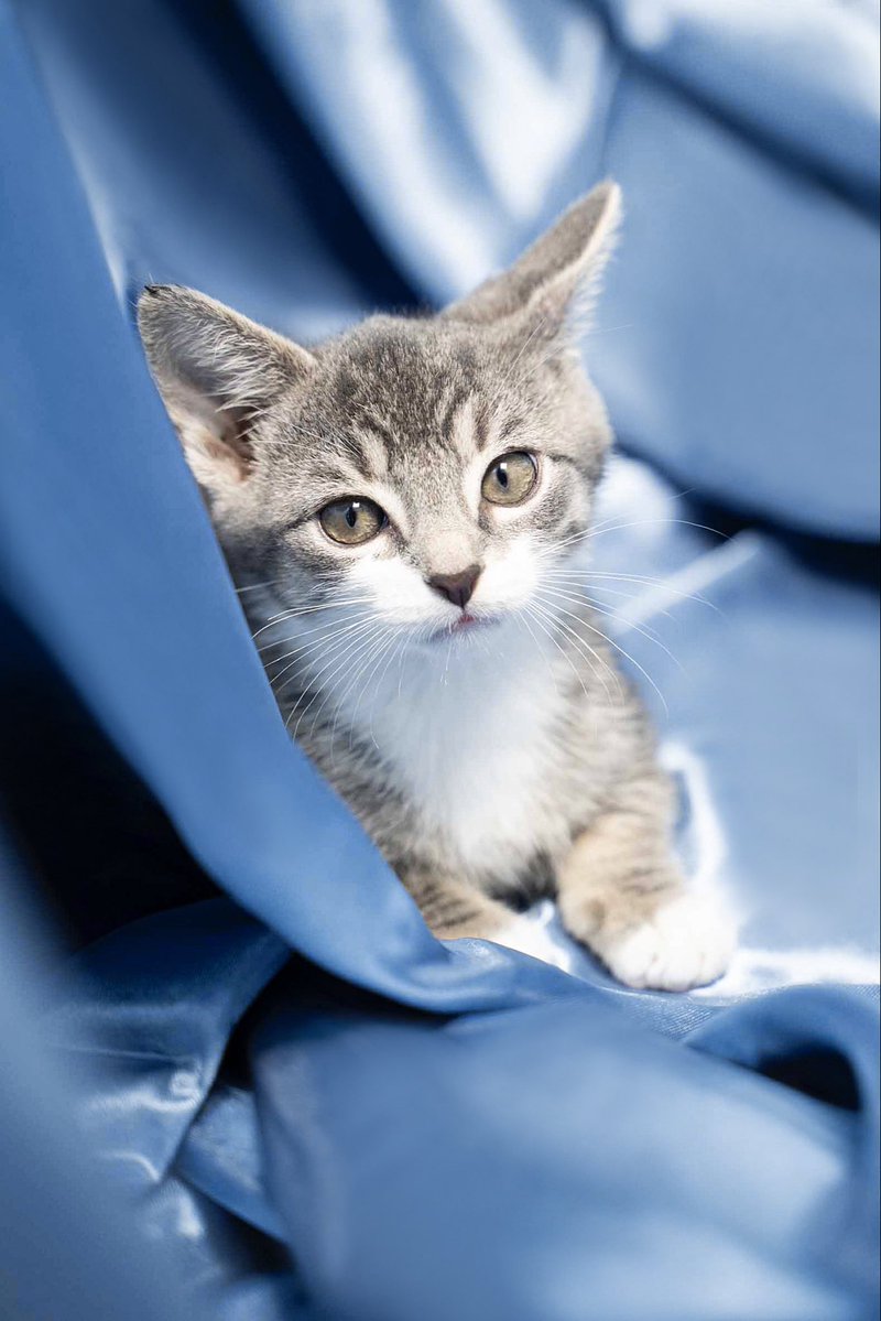 Camilla's green eyes &amp; grey &amp; white fur are only part of what makes her irresistible! She has all the makings of a lifelong companion— sweet, curious, &amp; endlessly lovable. She's ready to grow up with someone who adores her just as much as she’ll adore them!

#kitten #catsofX