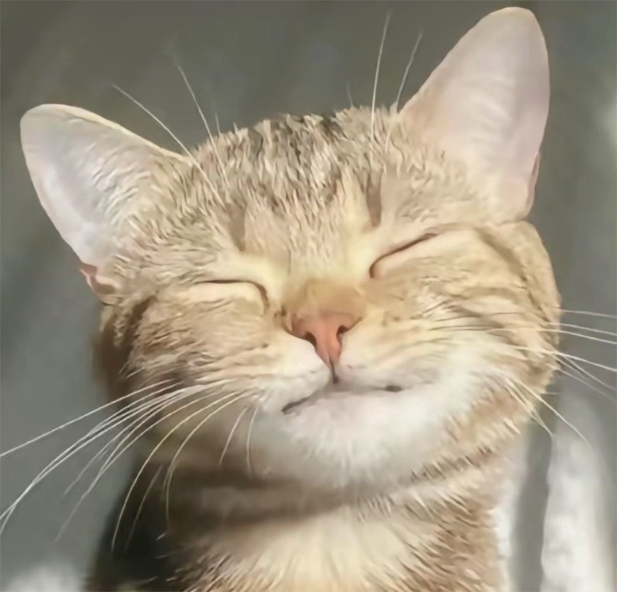 น้องเป้อหนิ◜ᵕ◝ ྀི🐱🤏🏻
#COPPERdechawat