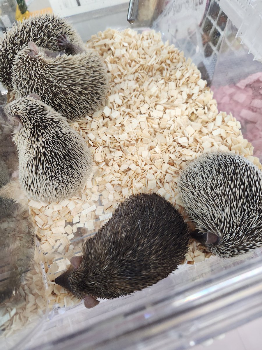 nikomomo_sg's tweet image. 近レプ富田林、沢山の方が来て下さり、沢山お話させて頂いて楽しかったです。
用品持って行かなかったので購入予定で来て下さった方は本当にごめんなさい。
ニコモモでご購入、お迎え下さった皆様、本当に良いご縁をありがとうございました。
次はコウレプです‼️
#近畿レプタイルズマーケット