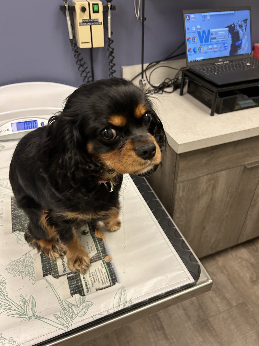 Clean bill of health for Maple’s annual wellness exam. Now it’s time for us to split a <a href="/McDonalds/">McDonald's</a> ice cream cone to celebrate! #PuppyLove