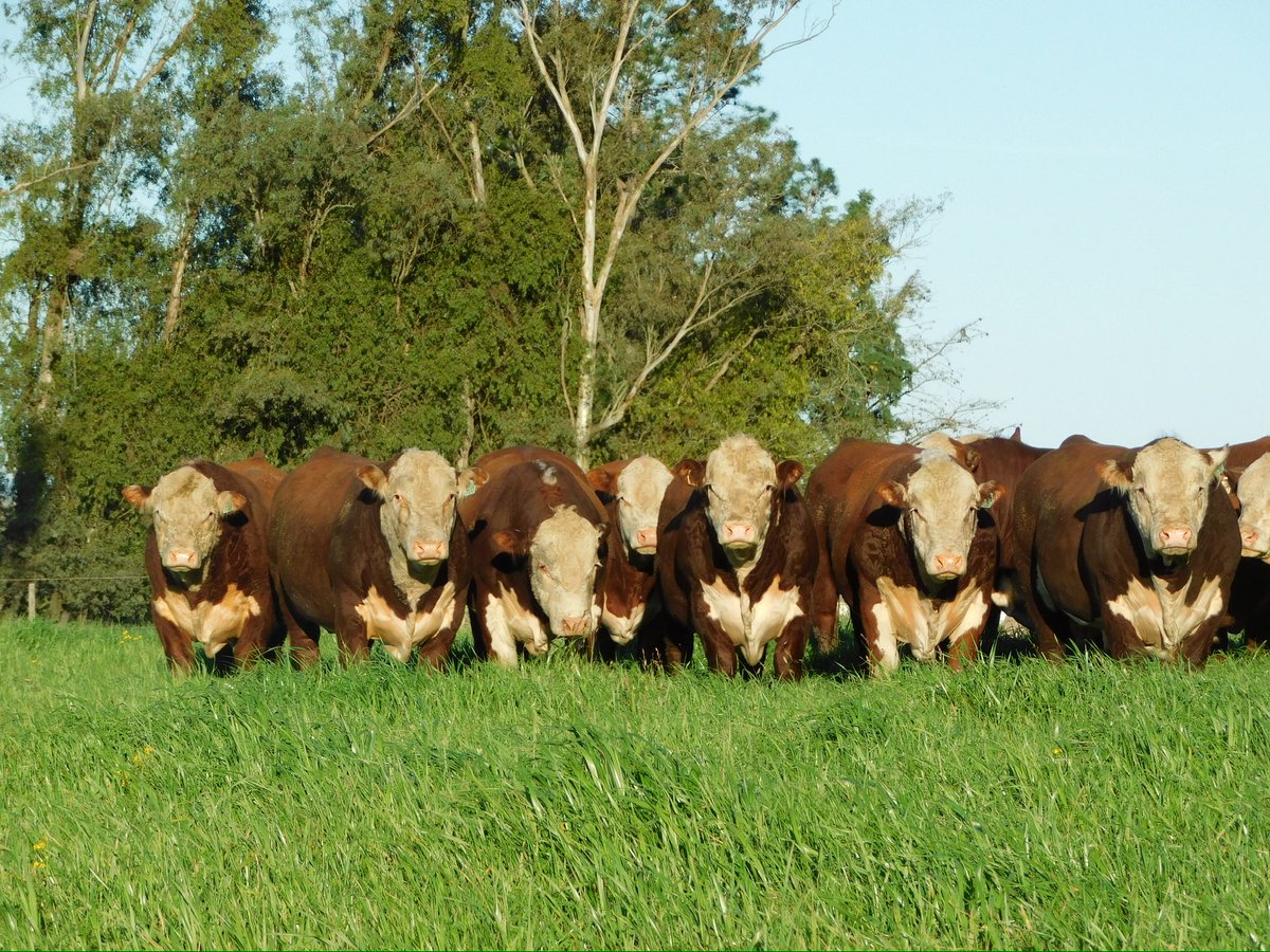 Cabaña Puesto Blanco tweet media