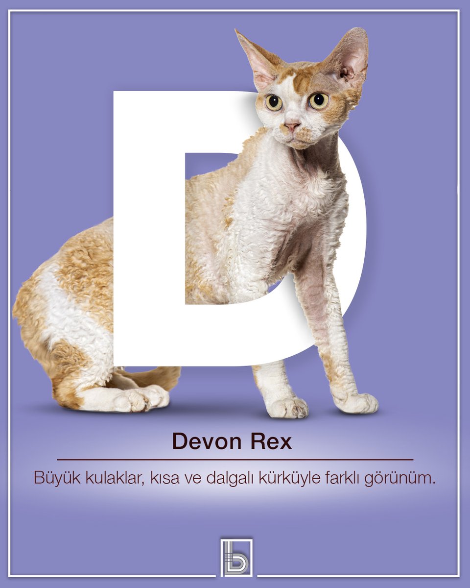 BentasBentonit's tweet image. Büyük kulakları, kısa ve dalgalı tüyleriyle hem zarif hem sıra dışı bir güzellik! 💜
Bu özel #kedi ırkı, enerjik yapısı ve sevgi dolu karakteriyle farkını her an hissettirir.

✨ Sizce bu sevimli tarz kedi dünyasının en farklısı mı?
#DevonRex