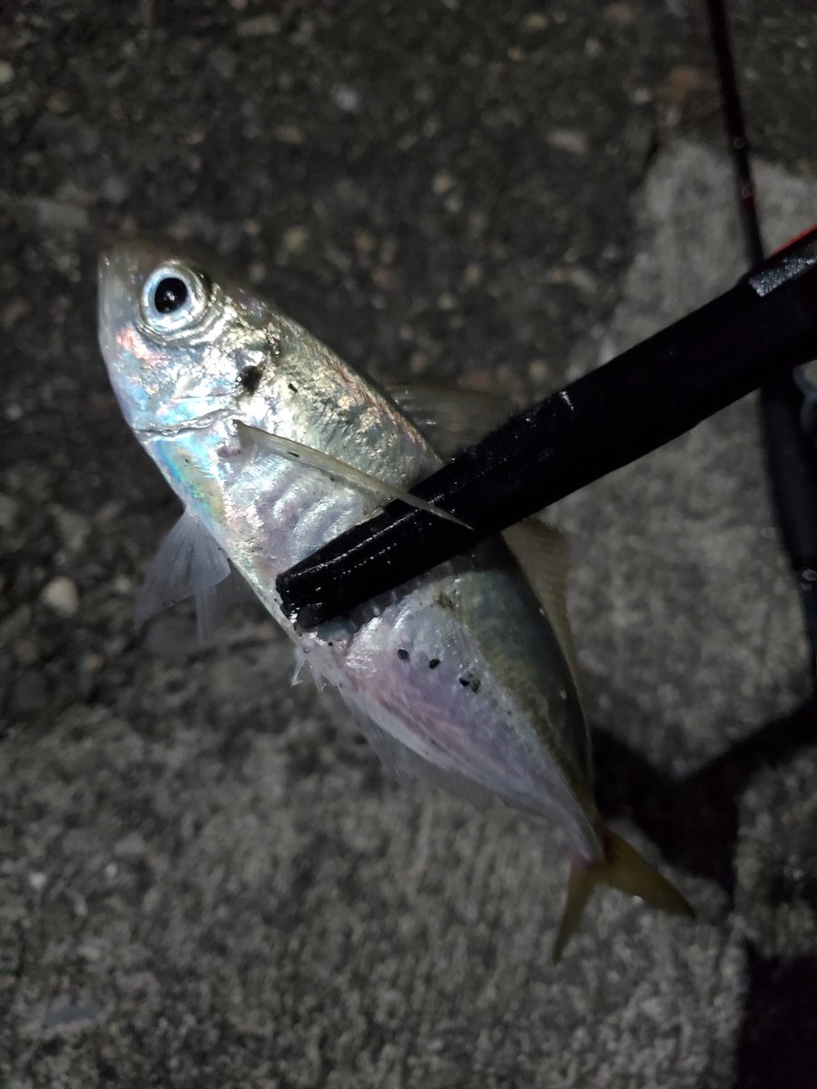 今日も今日とてアジングへ🎣
半端ない爆風でまともにキャストすらできず🤣
ただやはり活性は高いのか爆風でも分かるくらい元気なあたり🐟

とりあえず最大と最少の写真(笑)