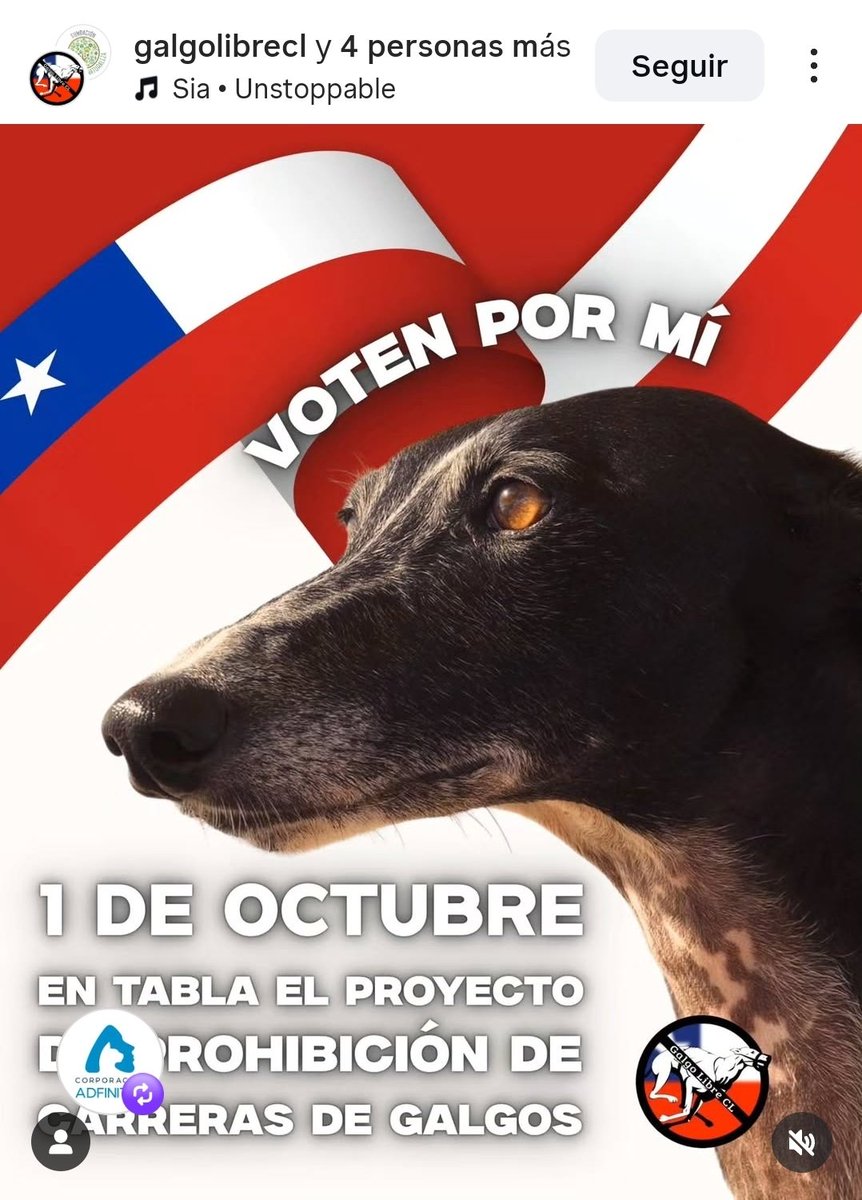SOS Animales (@sos_animales) on Twitter photo ##URGENTE #GalgosLibres ##URGENTE #GalgosLibres
