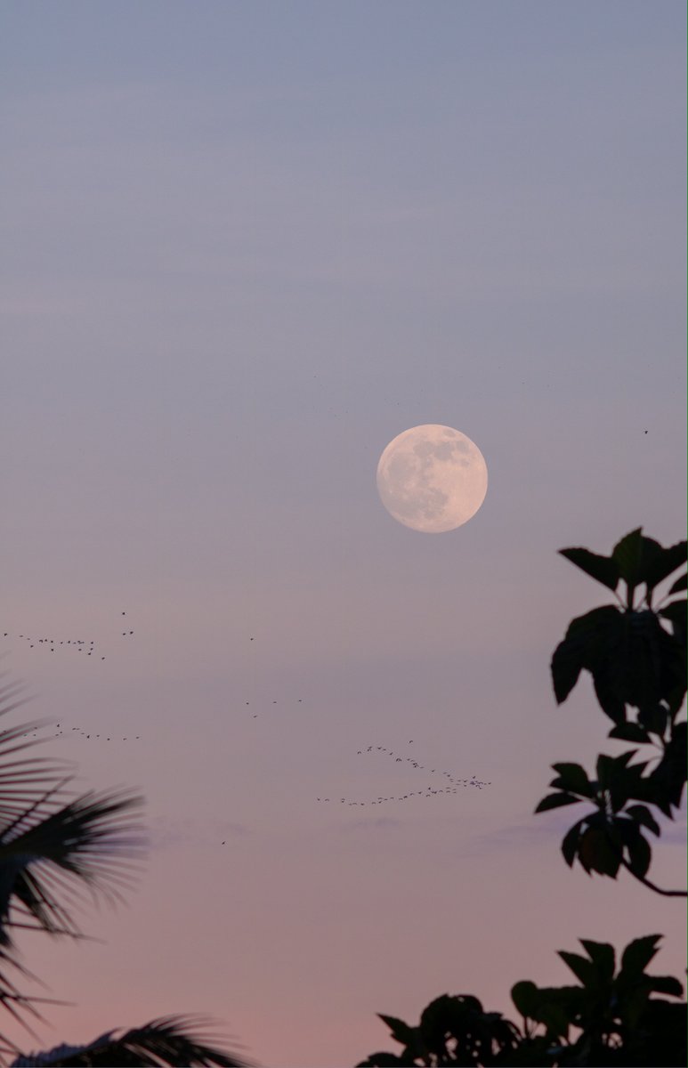 gmanews's tweet photo. MALIWANAG NA BUWAN SA KALANGITAN 🌕

Maliwanag ang gabi ng ilang residente sa Luna, Apayao sa Cordillera Administrative Region nang masilayan nila ang full moon pasado 5:00 PM nitong October 6, 2025.

Sa kuha ni YouScooper Jomar Malubay, makikita ang bilog na bilog na buwan na nagbibigay liwanag sa mga residente ngayong gabi.

May sariling kuha o larawan ka rin ba ng buwan ngayong gabi? I-comment at ibahagi na ito sa GMA Integrated News. Maging disente sa pagkomento. #YouScoop