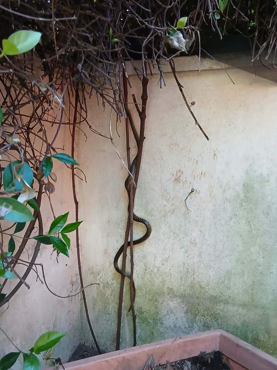 Letizia Davoli 🚀 tweet media