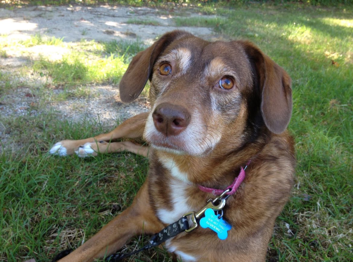 From the vaults. This is one of my favorite pix of her. In fact I still have it set as my pc desktop. from 10 years ago today. #dogsoftwitter #katethedog #rainbowbridge #imissyou