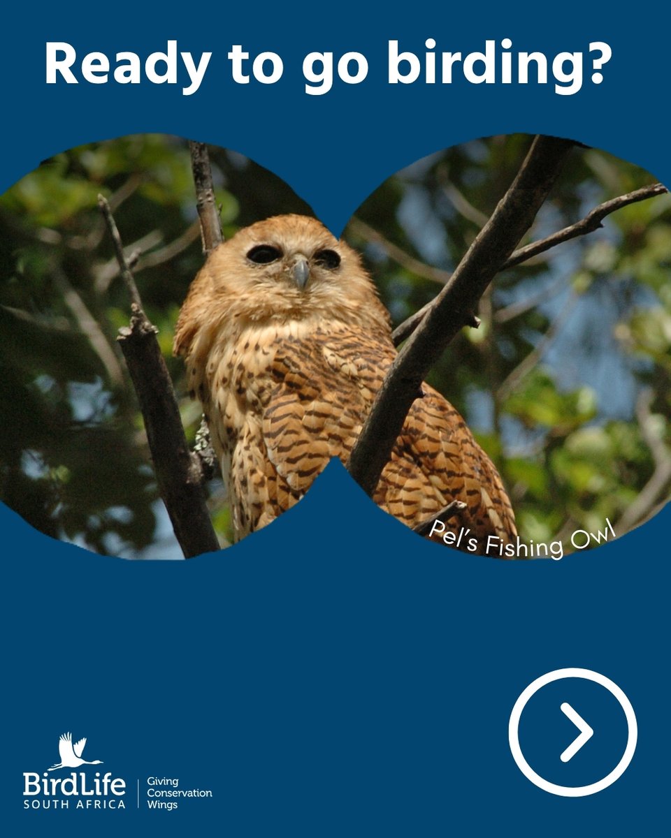 BirdLife South Africa 🇿🇦 tweet media