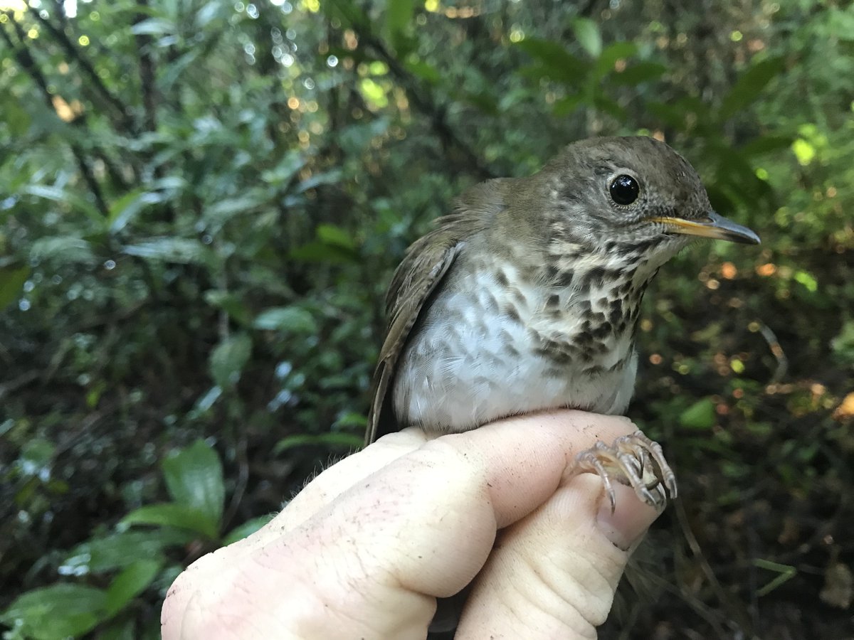 Join in on the fun and support conservation of the Bicknell's Thrush at the same time! 

The race to the Atlantic is on! Don't delay - make your prediction today! 

<a href="/VTEcostudies/">VT Ecostudies has migrated.</a> #Conservation #Birds #Migration 

vtecostudies.org/wildlife/wildl…