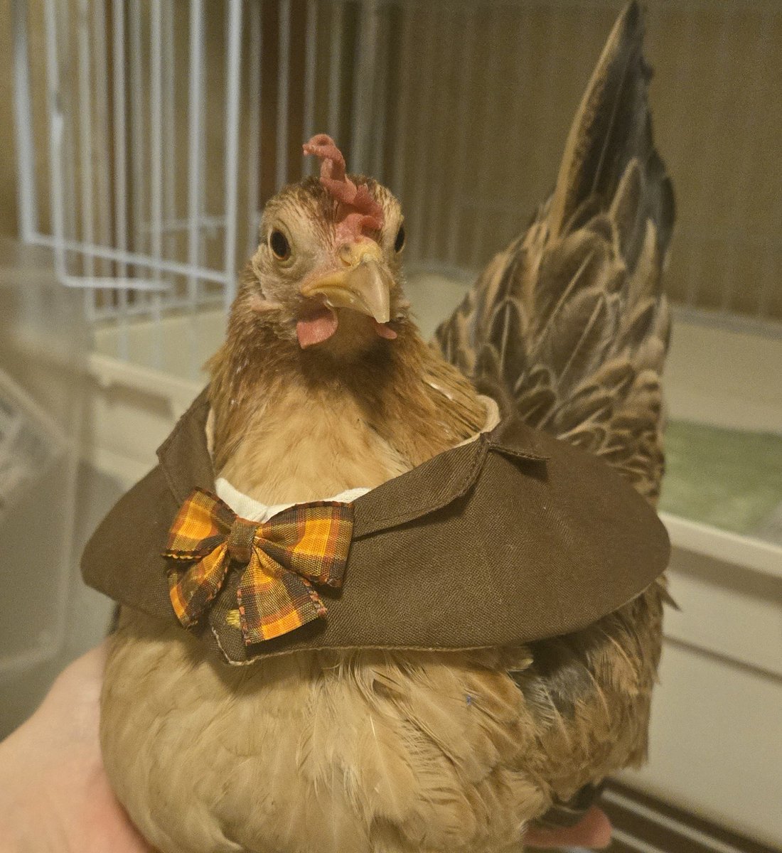 やーと。 (@ys_aviary) / Posts / X